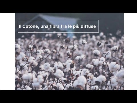 Video: Che cosa significava la frase il cotone è re?