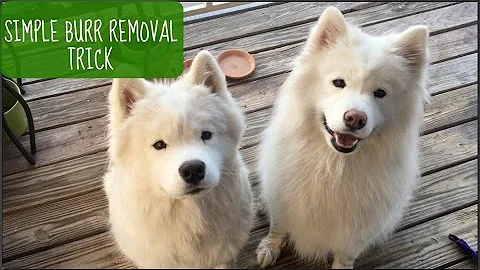 How To: Easily Remove Burrs from Dog Fur (Shown on Samoyeds!)