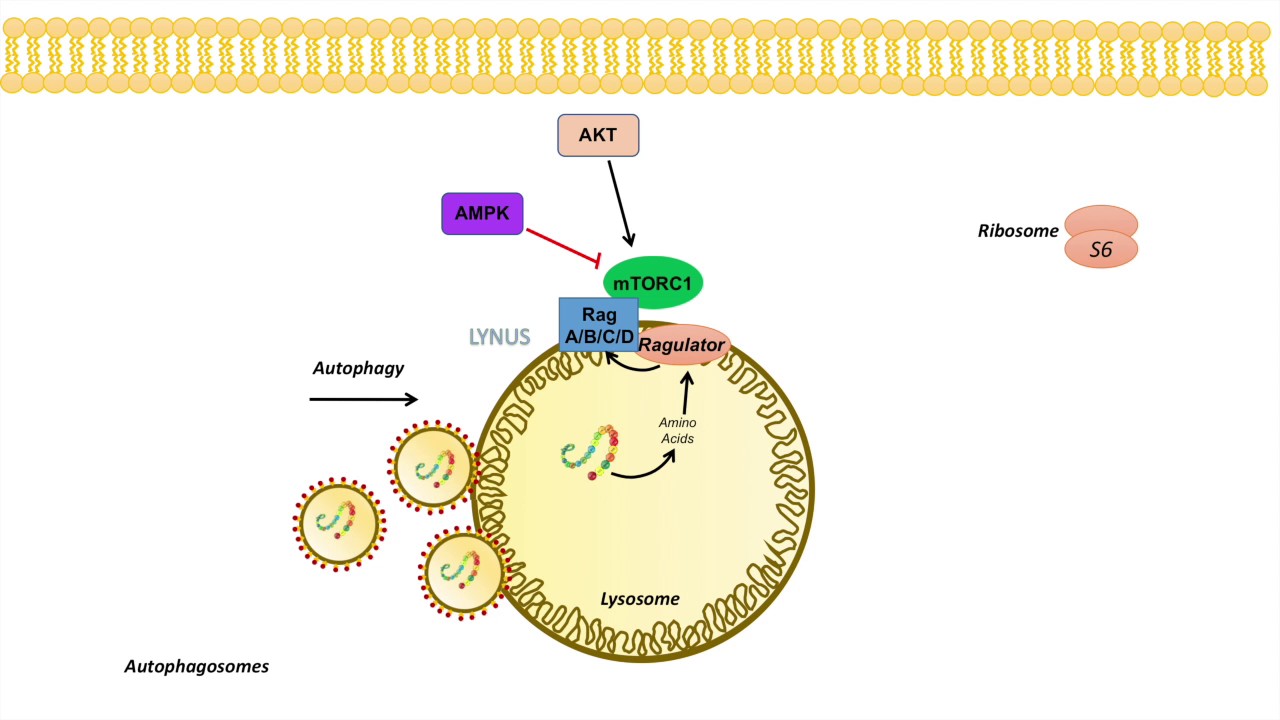 mTOR Signaling Pathway: Regulation by the Lysosome - YouTube