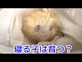 こんちゃん睡眠時間増えた？！【ハムスター/hamster】