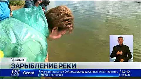 В реку Урал запустили рыбу шип из семейства осетровых
