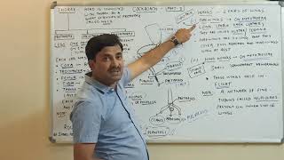 Cockroach (Structural Organisation in Animals) Part-3 | English Medium