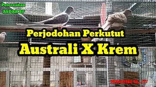 Silangan Perkutut Krem X Australi/Daimond Dove#