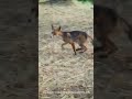 Zorro jugando