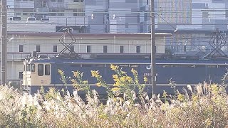 【EF65代走牽引着後入換】JR貨物 EF65 2090 高A205仕業[8764レ] 新鶴見構内入換！[2024.12.04(水)]