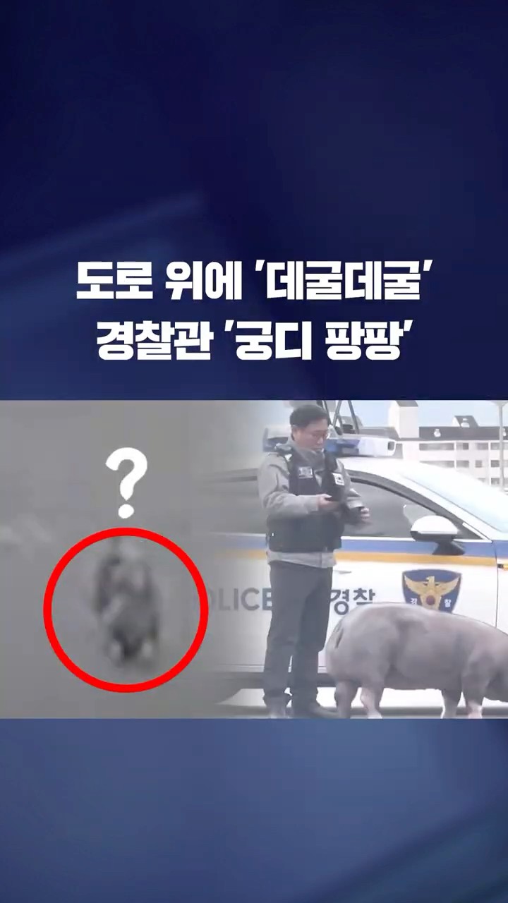 도로 위 버티고 선 돼지에 경찰관 '진땀' #shorts / KBS