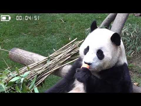 福寶被偷拍了，神樹坪已經報警了！#panda #大熊貓 #福寶