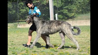 08122022 Arkansas Kennel Club   Hound Group