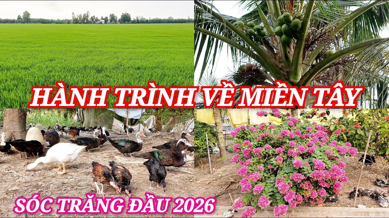 Só Trăng/Khám Phá Vùng Quê Thủ Phủ Trồng Lúa Nước Xã Mỹ Phước