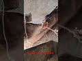 iv cannula in jugular vein in a red cow#quick intravenous setting kaise lagaye