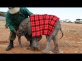 Baby Ngilai is rescued | Sheldrick Trust