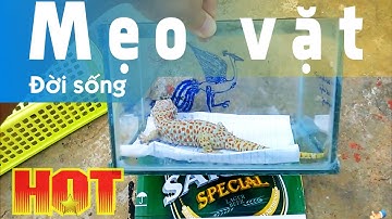 Lồng nuôi tắc kè đơn giản - Tắc kè cảnh 0944310021 (simple geckos cage)