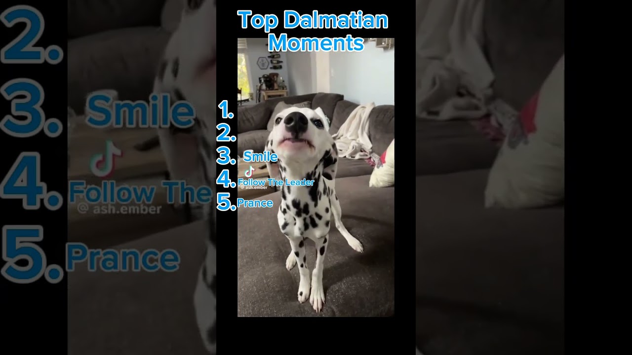 Cute Dalmatian Moments! 