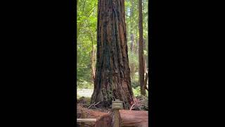 Muir Woods