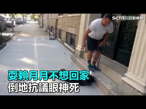 耍賴月月不想回家　倒地抗議眼神死｜三立新聞網SETN.com