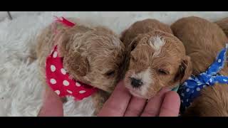 F1B CAVAPOO N PUPPIES AVALABLE FOR ADOPTION