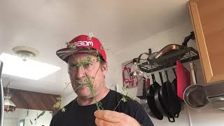 Teets’ Big Pickle Video