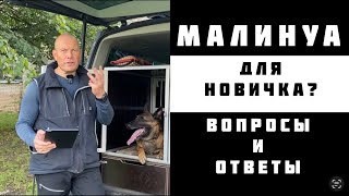 видео: Малинуа: вопросы и ответы. картинка: Малинуа: вопросы и ответы.