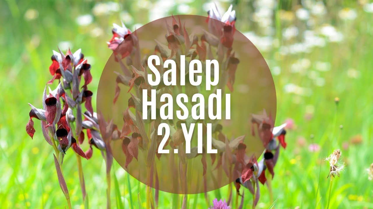 Salep Yetiştiriciliği - Salep Hasadı 2.Yıl  #salep