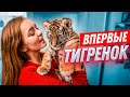 ВПЕРВЫЕ: ТИГРЁНОК У МЕНЯ ДОМА//24 часа вместе