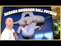 Banana monsoon ball pythons mc pic of the week