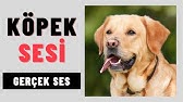 Kopek Sesi Yavru Kopek Havlamasi 1 Saatlik Uzun Versiyon Dog Barking Sound 1 Hours New Youtube