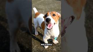 Is The Jack Russell Terrier The Perfect Dog For You?