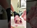食肉加工技術:専用工具を使用した牛すね肉の骨からの分離