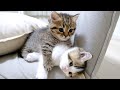 Kittens Lili and Fifi's first sibling fight was too intense...