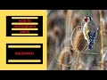How to Photograph Goldfinches