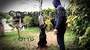 Foundations - how to  Clicker Train Your Dog - Otto - Doberman