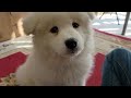 Samoyed puppy tries peanut butter for the first time