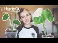 Potting My Monstera Albo + Thai Constellation is ROTTING again