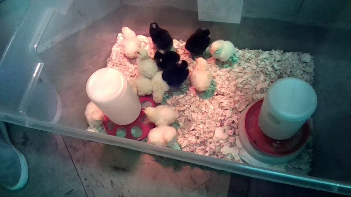 le chick watch