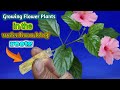 চারা তৈরি হবে সহজেই /Recycle bottle plants in the water has lot of roots |propagation of new plants