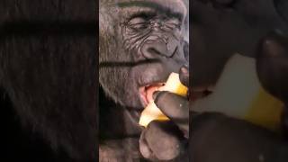 This Gorilla Is Enjoying Some Honeydew Melon!  #Gorilla #Eating #Asmr #Satisfying