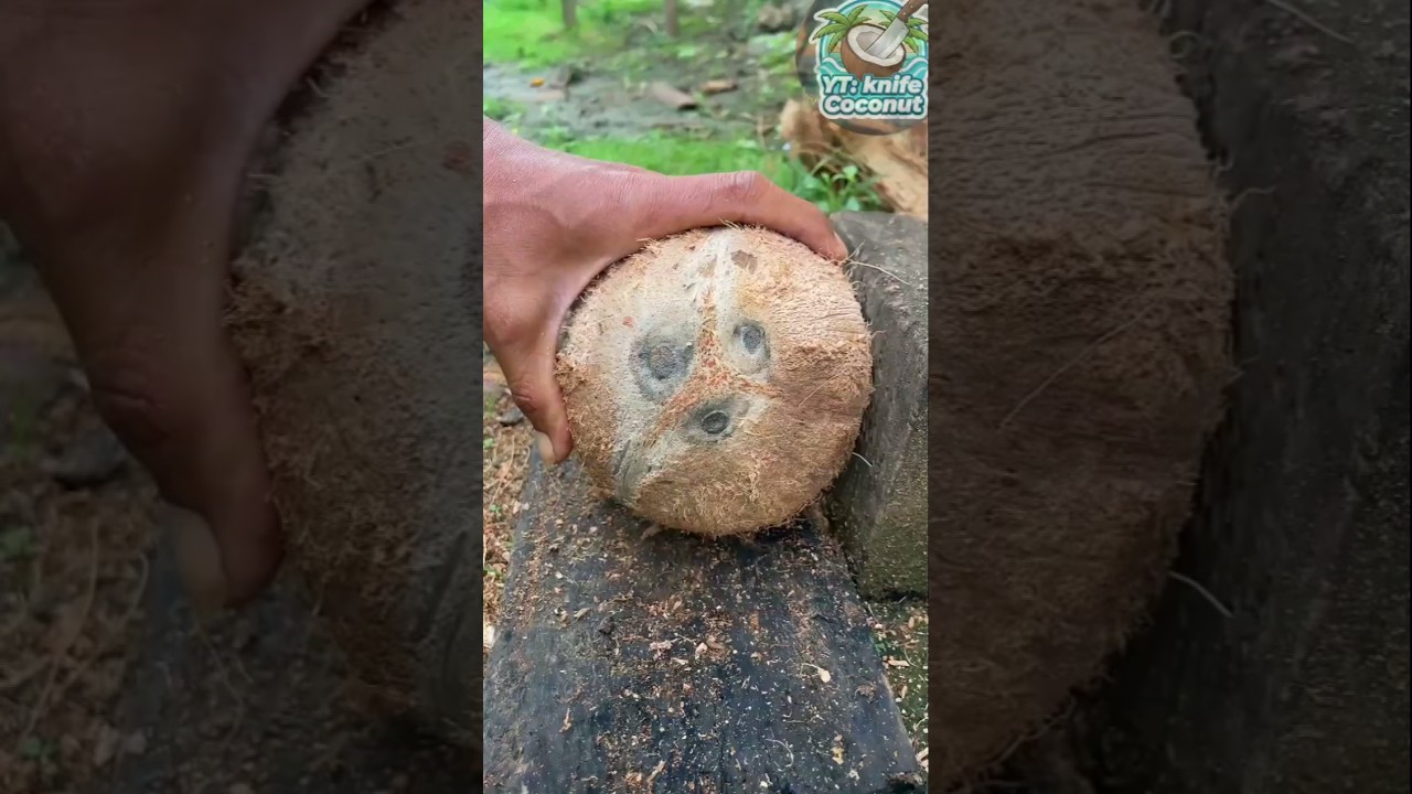Peel the crispy coconut  from the Shell