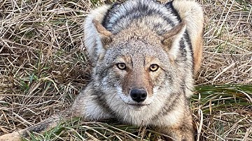 Coyote Trapping       Dirt hole placement to catch more COYOTES