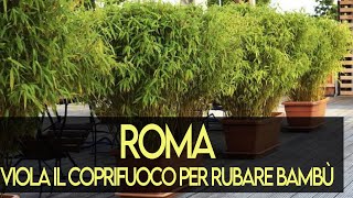 Roma: viola il coprifuoco per rubare piante di bambù