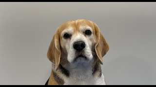 Grooming a Beagle (undercoat removal) | Dog Grooming by Go Fetch Grooming 268 views 2 months ago 8 minutes, 18 seconds