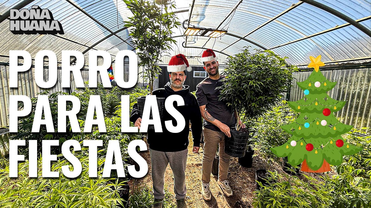 Cosechar antes de las fiestas - cultivo de invierno