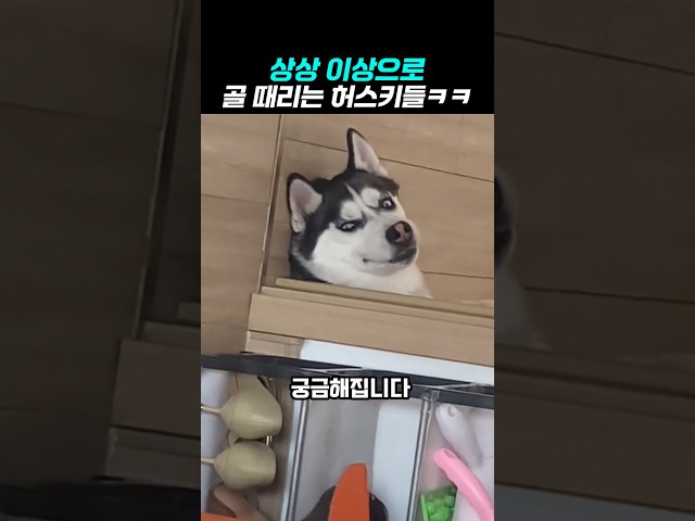 상상 이상으로 골때리는 허스키들