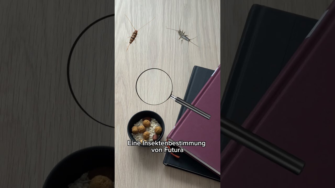 Silberfische bekämpfen - alles was Du wissen musst