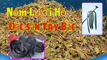 Cùng Tòng Thuận chế biến món đặc sản Tây Bắc quả Núc Nác nộm với hoa chuối và cá nướng siêu ngon