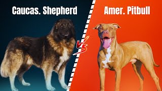 🐾Caucasian Shepherd vs American Pitbul🐕‍🦺 l Bark Battle showdown  Caucas. Shepherd vs Amer. Pitbull by Megmer Puppies 450 views 3 months ago 5 minutes, 40 seconds