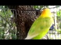 AMPUH UNTUK PANCING LOVEBIRD PAUD BALIBU 2 BULAN, NYAUT NGEKEK, SUARA LOVEBIRD NGETIK