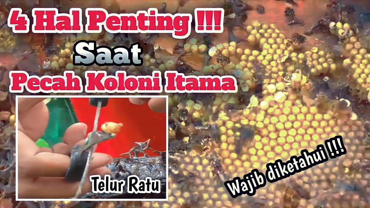 Begini Saat kita lakukan pecah koloni kelulut itama, jangan Lupakan 4 hal penting ini agar sukses !!