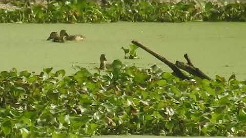 Lesser Whistling Duck