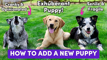 How To Introduce a New Puppy To Your Complicated Dog Pack