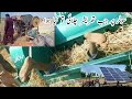 Solar power wheat thresher  solar convert energy in agriculture amazing adia in all over